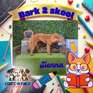 Coats N Tails Luxury Spa 4