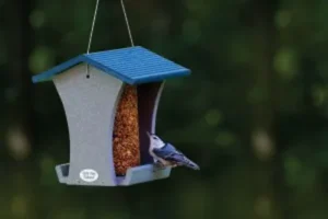 Wild Birds Unlimited Of Mcallen Tx 5