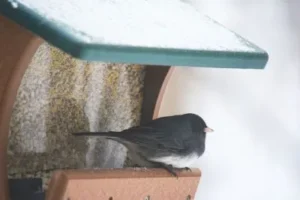 Wild Birds Unlimited Of Mcallen Tx 7